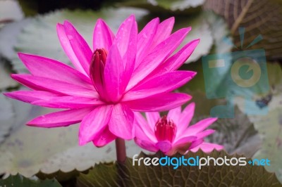 Beautiful Pink Lotus Flower In The Lake Stock Photo