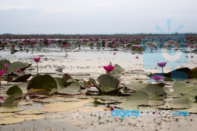 Beautiful Pink Lotus Flowers In The Lake Stock Photo