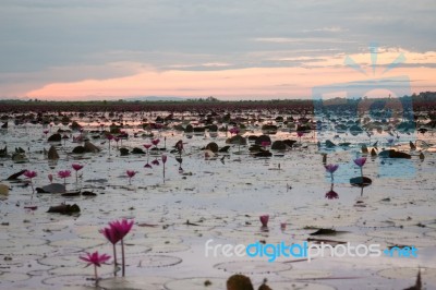 Beautiful Pink Lotus Flowers In The Lake Stock Photo