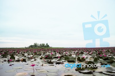 Beautiful Pink Lotus Flowers In The Lake Stock Photo