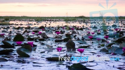 Beautiful Pink Lotus Flowers In The Lake Stock Photo