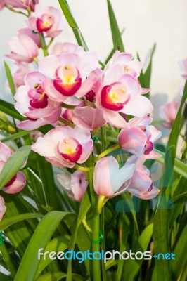 Beautiful Pink Orchid Flower Blooming Stock Photo