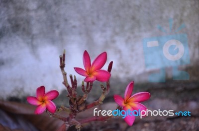 Beautiful Pink Plumeria Stock Photo