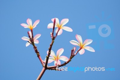 Beautiful Pink Plumeria On Tree Stock Photo