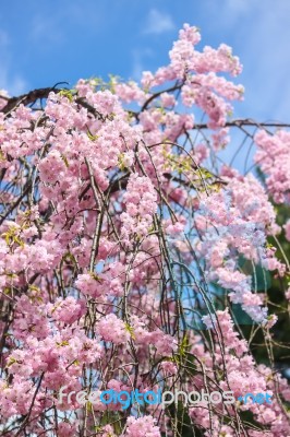 Beautiful Pink Sakura, Cherry Blossom Stock Photo