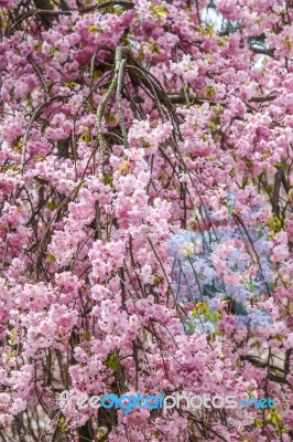 Beautiful Pink Sakura, Cherry Blossom Stock Photo