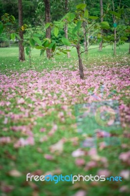 Beautiful Pink Trumpet Flower On Green Grass Stock Photo