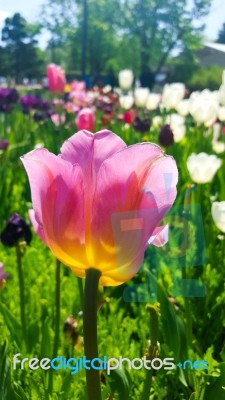 Beautiful Pink Tulip Stock Photo