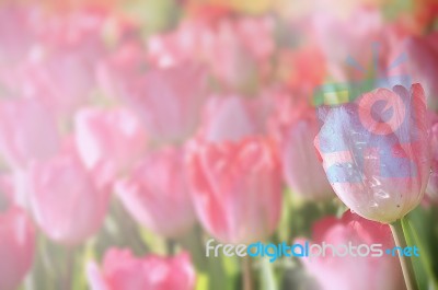 Beautiful Pink Tulip Filed Stock Photo