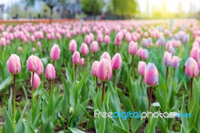 Beautiful Pink Tulips At The Middle Of Summer Or Spring Day Landscape Stock Photo