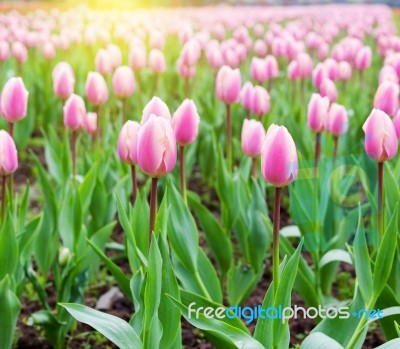 Beautiful Pink Tulips At The Middle Of Summer Or Spring Day Landscape Stock Photo