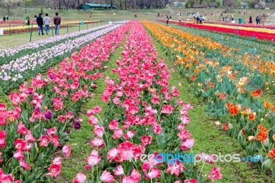 Beautiful Pink Tulips At The Middle Of Summer Or Spring Day Landscape Stock Photo