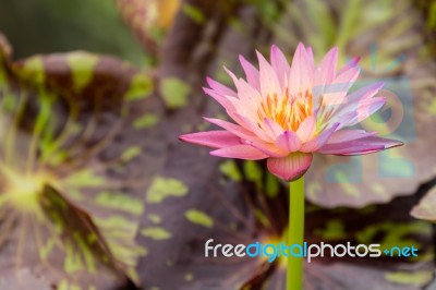 Beautiful Pink Water Lily Stock Photo