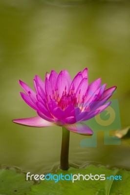 Beautiful Pink Waterlily And Blur Green Background Stock Photo