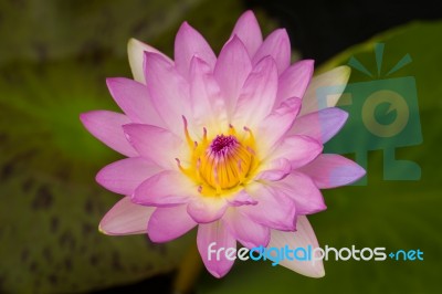 Beautiful Pink Waterlily With Background Of Green Leaf Stock Photo