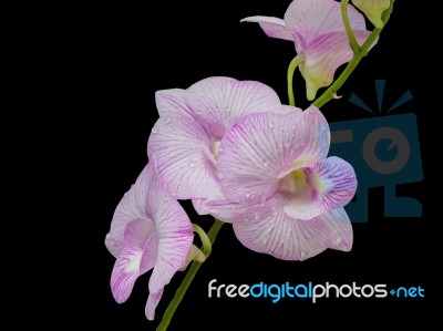 Beautiful Pink-white Color Orchids At Home Garden Stock Photo