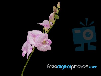 Beautiful Pink-white Color Orchids At Home Garden Stock Photo