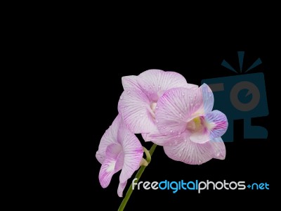 Beautiful Pink-white Color Orchids At Home Garden Stock Photo