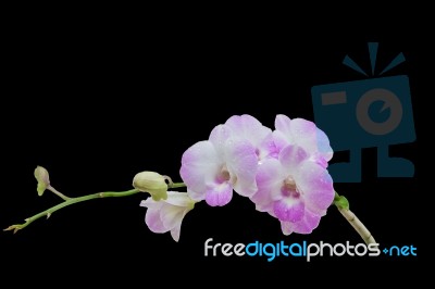 Beautiful Pink-white Color Orchids On Black Background Stock Photo