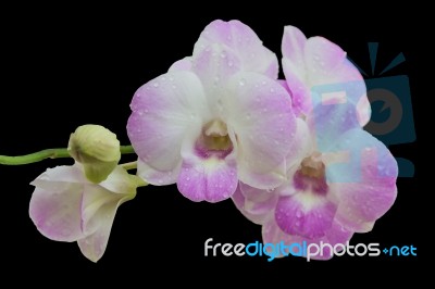 Beautiful Pink-white Color Orchids On Black Background Stock Photo