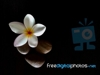 Beautiful Plumeria Flower And Stone On Black Background Stock Photo