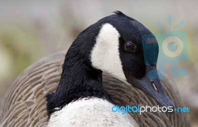 Beautiful Portrait Of A Canada Goose Stock Photo