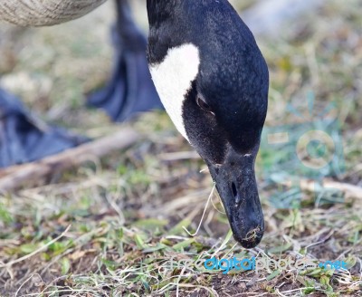 Beautiful Portrait Of A Cute Canada Goose Eating The Grass Stock Photo