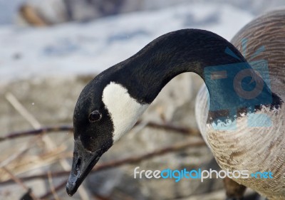 Beautiful Portrait Of A Cute Canada Goose On The Shore Stock Photo