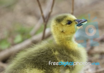 Beautiful Portrait Of A Cute Chick Stock Photo