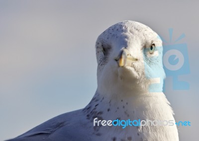 Beautiful Portrait Of A Cute Funny Gull Stock Photo