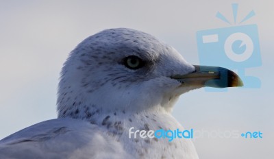 Beautiful Portrait Of A Cute Funny Gull Turning Stock Photo