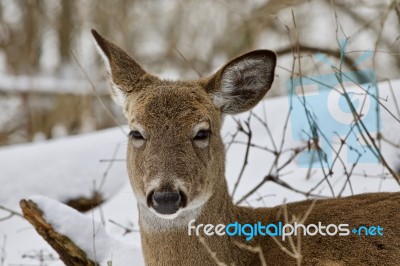 Beautiful Portrait Of A Cute Funny Wild Deer In The Snowy Forest… Stock Photo