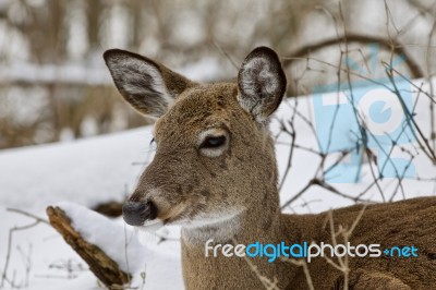 Beautiful Portrait Of A Cute Sleepy Wild Deer In The Snowy Forest Stock Photo