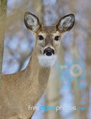 Beautiful Portrait Of A Cute Wild Deer In The Forest Stock Photo