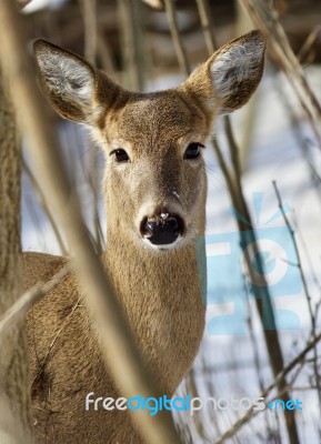 Beautiful Portrait Of A Cute Wild Deer In The Snowy Forest Stock Photo