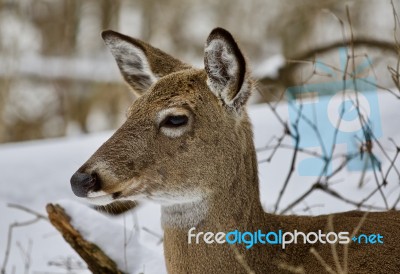 Beautiful Portrait Of A Cute Wild Deer In The Snowy Forest Stock Photo