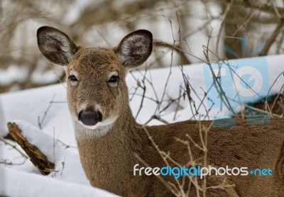 Beautiful Portrait Of A Cute Wild Deer In The Snowy Forest Stock Photo