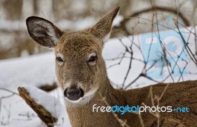 Beautiful Portrait Of A Funny Sleepy Wild Deer In The Snowy Forest Stock Photo