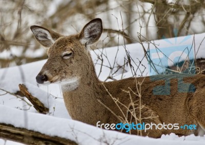 Beautiful Portrait Of A Sleepy Wild Deer In The Snowy Forest Stock Photo