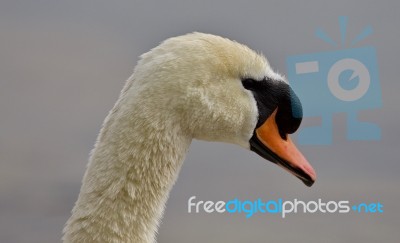 Beautiful Portrait Of A Strong Mute Swan Stock Photo