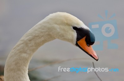 Beautiful Portrait Of A Strong Mute Swan Stock Photo