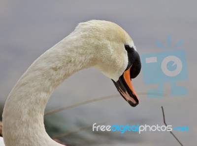 Beautiful Portrait Of A Strong Mute Swan Stock Photo