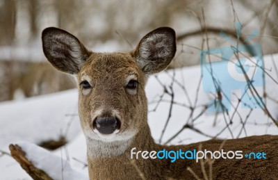 Beautiful Portrait Of A Strong Wild Deer In The Snowy Forest Stock Photo