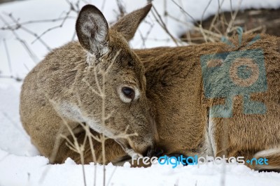 Beautiful Portrait Of A Wild Deer Cleaning His Fur In The Snowy Forest Stock Photo