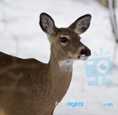 Beautiful Portrait Of A Wild Deer In The Snowy Forest Stock Photo