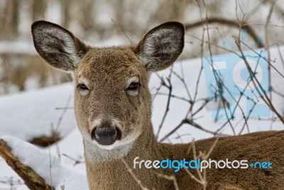 Beautiful Portrait Of A Wild Deer In The Snowy Forest Stock Photo