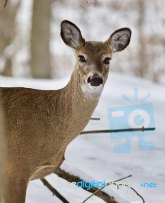 Beautiful Portrait Of A Wild Deer In The Snowy Forest Stock Photo