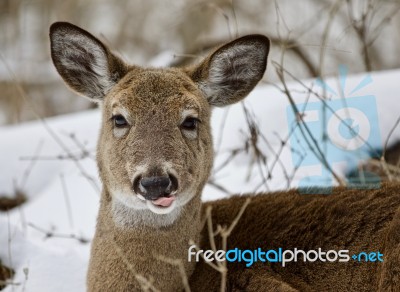 Beautiful Portrait Of A Wild Deer In The Snowy Forest Stock Photo