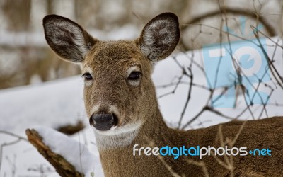 Beautiful Portrait Of A Wild Deer In The Snowy Forest Stock Photo