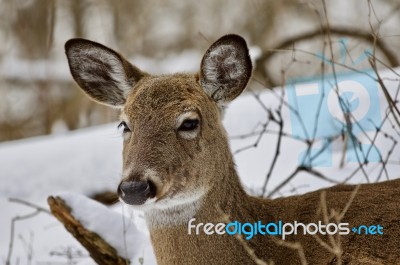 Beautiful Portrait Of A Wild Deer In The Snowy Forest Stock Photo